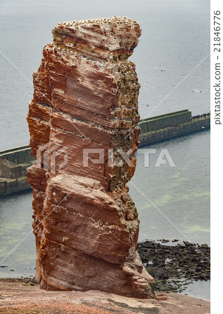 northern gannet sitting on the nest 21846776