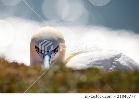 northern gannet sitting on the nest 21846777