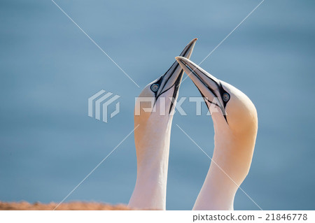 northern gannet, birds in love 21846778