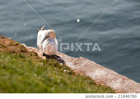 northern gannet sitting on the nest northern gannet sitting on the nest 21846780