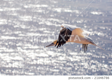 flying northern gannet, Helgoland Germany flying northern gannet, Helgoland Germany 21846786