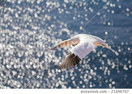 flying northern gannet, Helgoland Germany 21846787