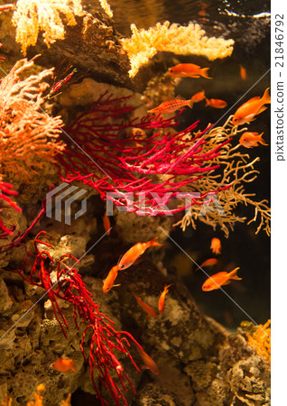 longnose hawkfish, aquarium, red 21846792