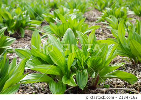 Garlic clamor 21847162