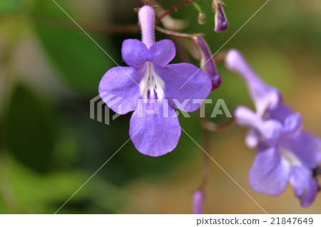 Streptocarpus 21847649