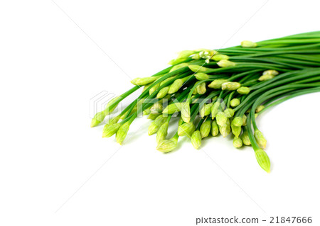 Garlic chives or Allium tuberosum isolated 21847666