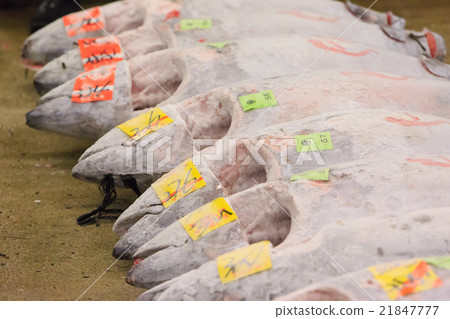 築地市場 - 金槍魚批發廣場和斜坡 -  21847777