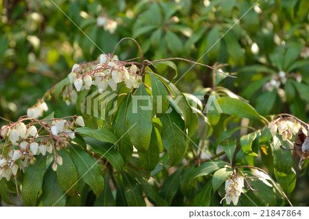 樹:Acetobiaceae 樹:Acetobiaceae 21847864