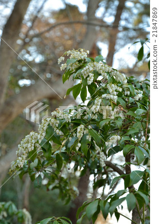 樹：Acetobiaceae 21847869