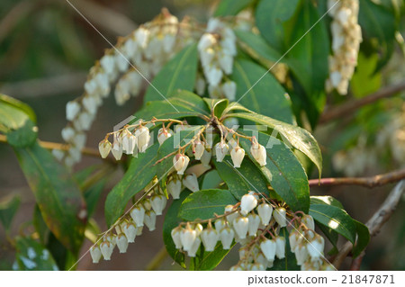 樹:Acetobiaceae 樹:Acetobiaceae 21847871