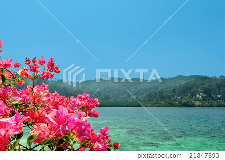 Scenic view of golden shore with bougainvillea 21847893