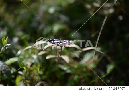 Commodus of a butterfly 21848071