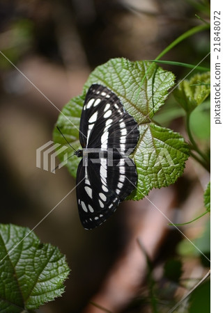 Commodus of a butterfly 21848072