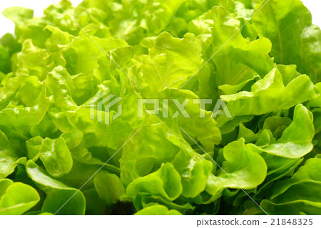 fresh Butterhead lettuce 21848325
