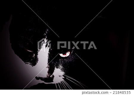 Cats in the shadows 21848535