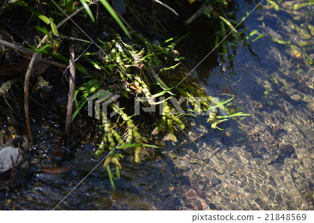 Rhizoma of rice plant 21848569