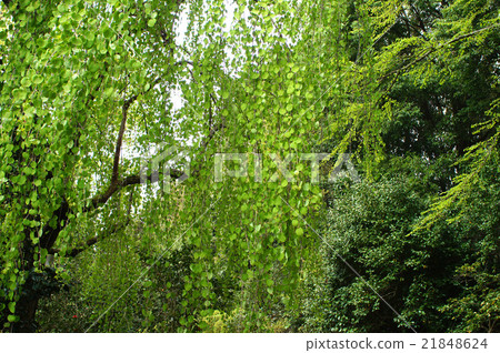 Shidarekatsura Shidarekatsura 21848624
