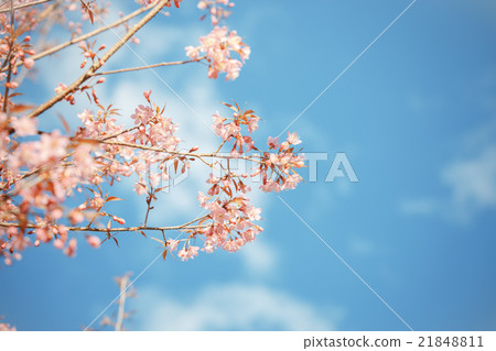 Wild Himalayan Cherry spring blossom 21848811
