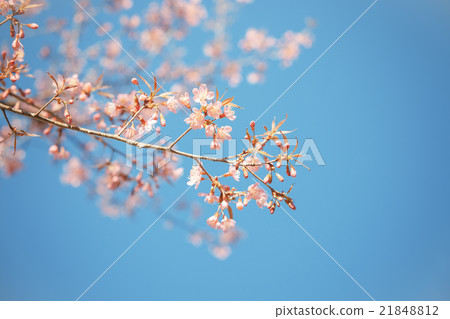 Wild Himalayan Cherry spring blossom 21848812