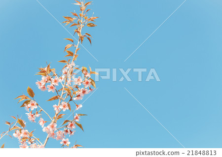 Wild Himalayan Cherry spring blossom 21848813