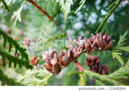 針葉果與馬唐草混淆 21848864