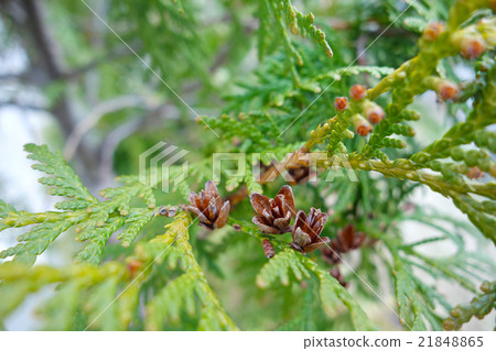 針葉果與馬唐草混淆 21848865