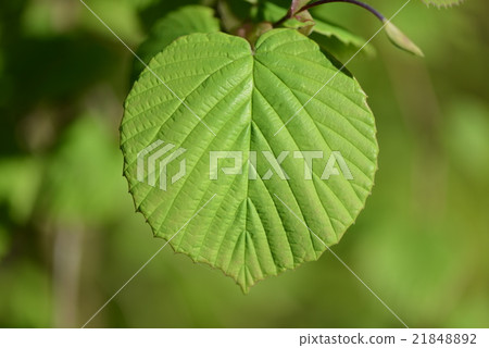 The young leaves of Trisamus The young leaves of Trisamus 21848892