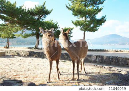 宮島鹿 21849039