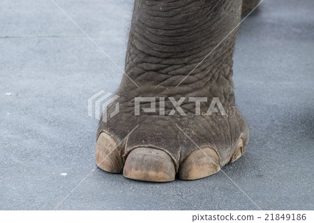 Elephant leg Elephant leg 21849186