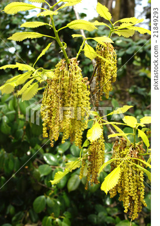 Grosseserrata 21849293