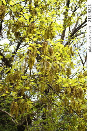 Mizunara Mizunara 21849298