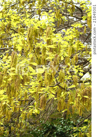 Mizunara Mizunara 21849301