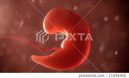 embryo phase of born  21849368
