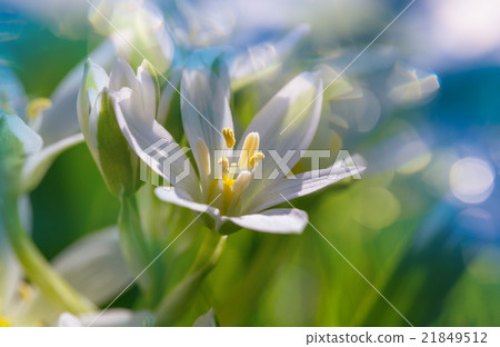Snowdrops Snowdrops 21849512