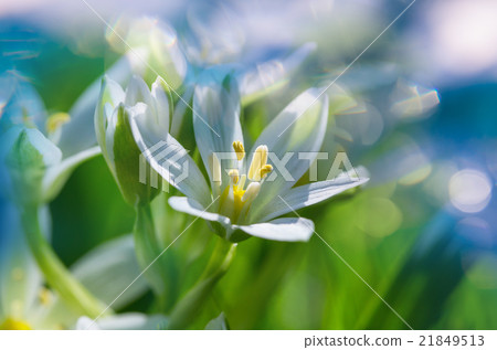 Snowdrops Snowdrops 21849513