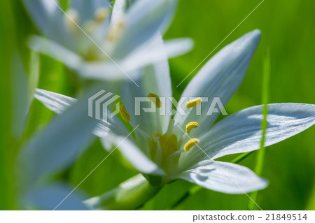 Snowdrops Snowdrops 21849514
