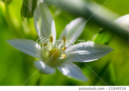 Snowdrops Snowdrops 21849516