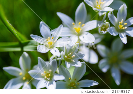 Snowdrops Snowdrops 21849517