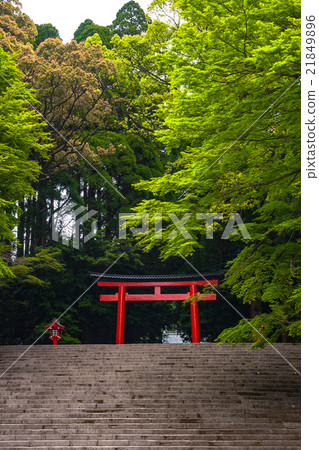 霧島神社_鮮綠色和鳥居Torii 霧島神社_鮮綠色和鳥居Torii 21849896