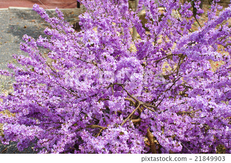 藤木的花 21849903