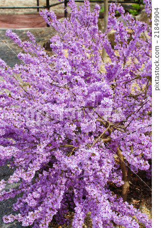 藤木的花 21849904