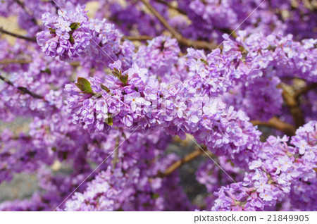 藤木的花 21849905