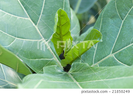 Cashewa橡膠 Cashewa橡膠 21850249