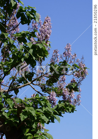 Although it is a big tree, cute paulownia flower language is "Takashina" 21850296