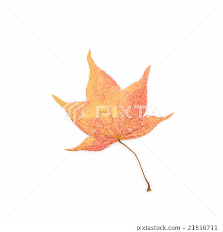 Dry leaf with maple. Dry leaf with maple. 21850711