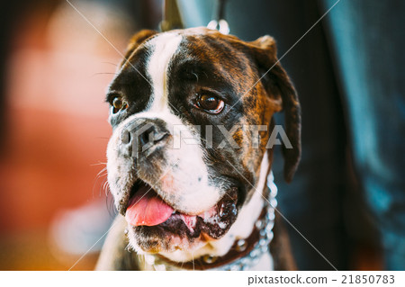 Beautiful Brown And White Boxer Dog  21850783
