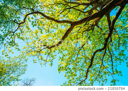 Canopy Of Tall Oak Tree with Fresh Foliage in 21850784