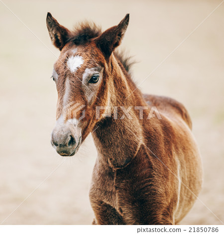 Portrait Of Brown Foal Young Horse 21850786