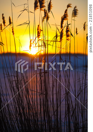 silhouette of reeds at sunset silhouette of reeds at sunset 21851098