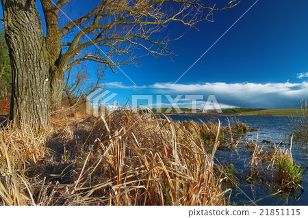 Dry reed at lake shore Dry reed at lake shore 21851115